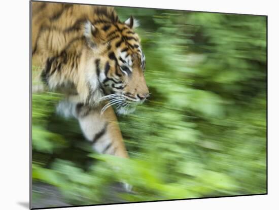 Sumatran Tiger Walking-Edwin Giesbers-Mounted Photographic Print