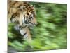 Sumatran Tiger Walking-Edwin Giesbers-Mounted Photographic Print