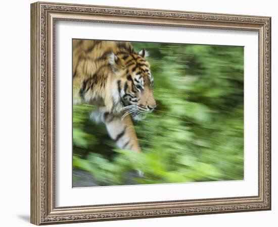 Sumatran Tiger Walking-Edwin Giesbers-Framed Photographic Print