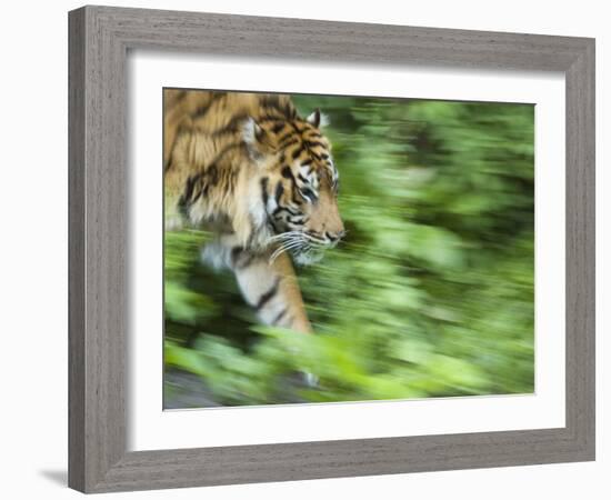 Sumatran Tiger Walking-Edwin Giesbers-Framed Photographic Print