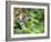 Sumatran Tiger Walking-Edwin Giesbers-Framed Photographic Print