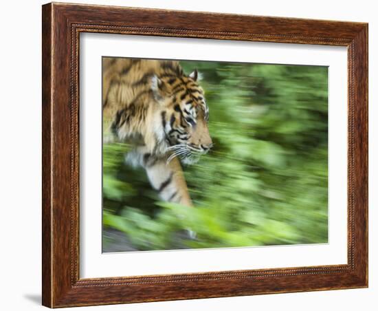 Sumatran Tiger Walking-Edwin Giesbers-Framed Photographic Print