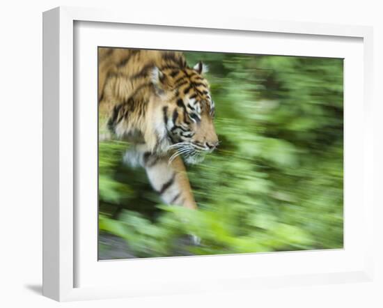 Sumatran Tiger Walking-Edwin Giesbers-Framed Photographic Print