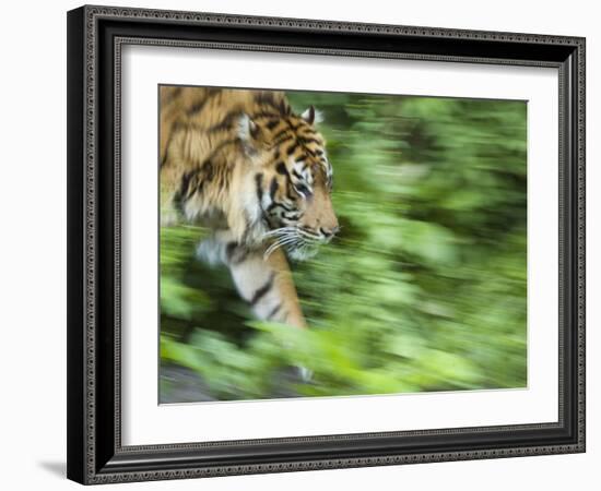 Sumatran Tiger Walking-Edwin Giesbers-Framed Photographic Print