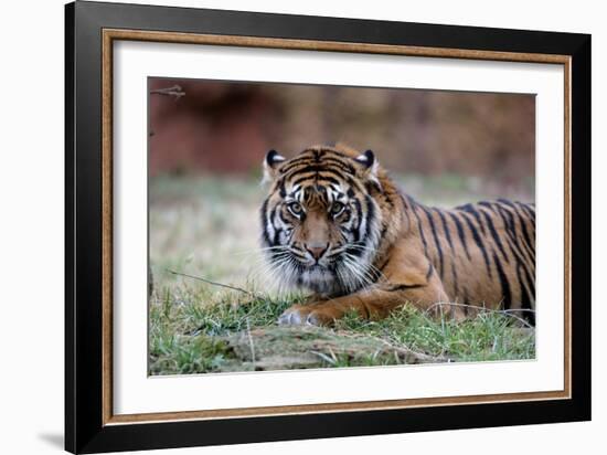 Sumatran Tiger-Lantern Press-Framed Art Print