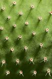 Prickly Pear Cactus close Up.-sumikophoto-Photographic Print