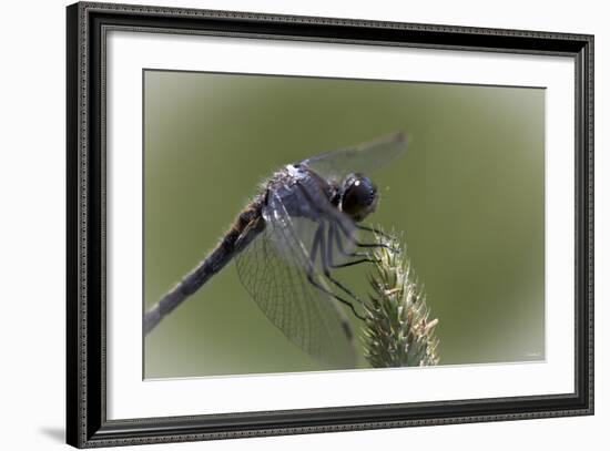 Summer 2012 #236-Gordon Semmens-Framed Photographic Print