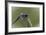 Summer 2012 #236-Gordon Semmens-Framed Photographic Print