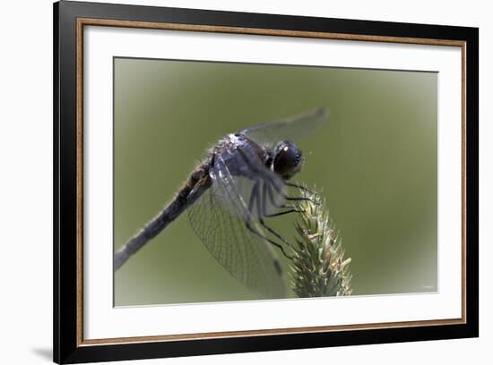 Summer 2012 #236-Gordon Semmens-Framed Photographic Print