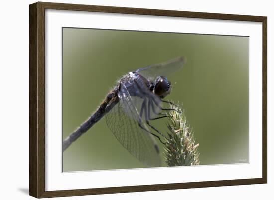 Summer 2012 #236-Gordon Semmens-Framed Photographic Print