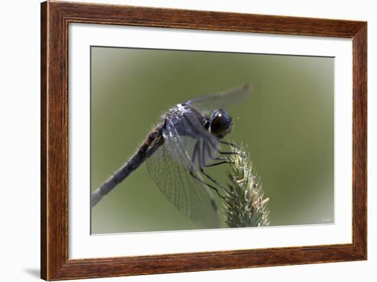 Summer 2012 #236-Gordon Semmens-Framed Photographic Print