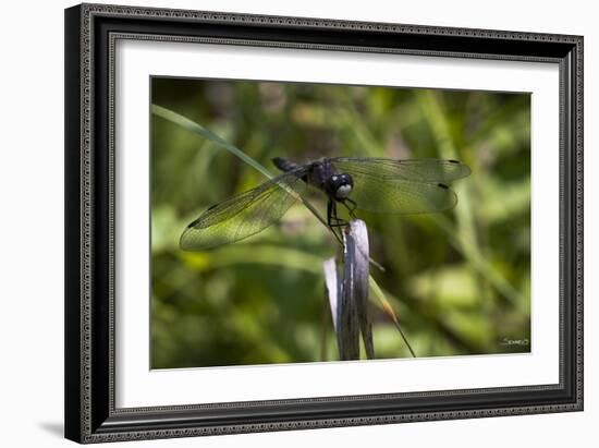 Summer 2012 #252-Gordon Semmens-Framed Photographic Print