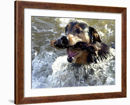 Summer a Labrador Retriever-Rottweiler Crossbreed Swims-null-Framed Photographic Print