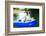 Summer Beach Dog-Javier Brosch-Framed Photographic Print