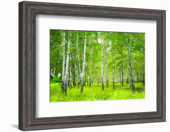 Summer Birchwood Forest-null-Framed Art Print