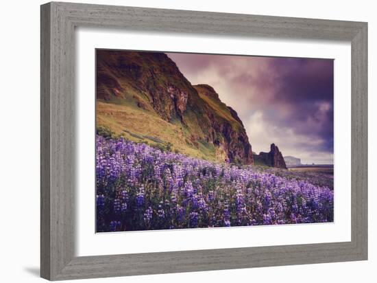 Summer Bloom In Vik Southern Iceland Beach Shoreline-Vincent James-Framed Photographic Print