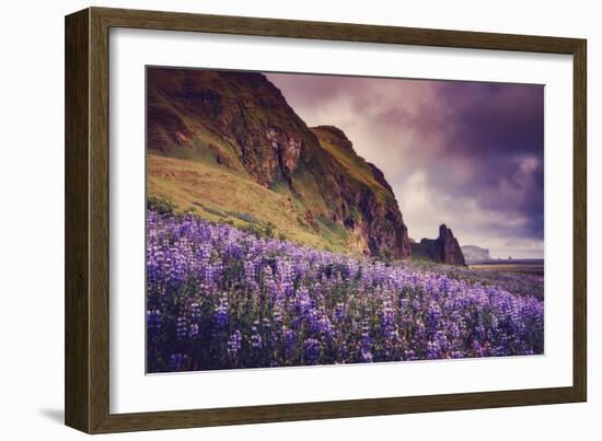 Summer Bloom In Vik Southern Iceland Beach Shoreline-Vincent James-Framed Photographic Print