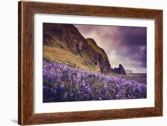 Summer Bloom In Vik Southern Iceland Beach Shoreline-Vincent James-Framed Photographic Print