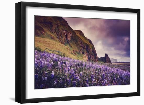 Summer Bloom In Vik Southern Iceland Beach Shoreline-Vincent James-Framed Photographic Print