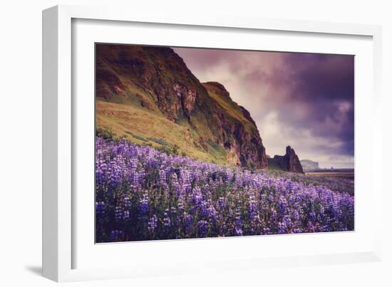 Summer Bloom In Vik Southern Iceland Beach Shoreline-Vincent James-Framed Photographic Print