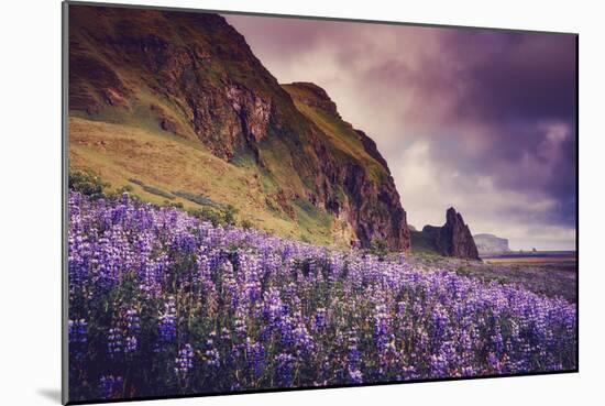 Summer Bloom In Vik Southern Iceland Beach Shoreline-Vincent James-Mounted Photographic Print