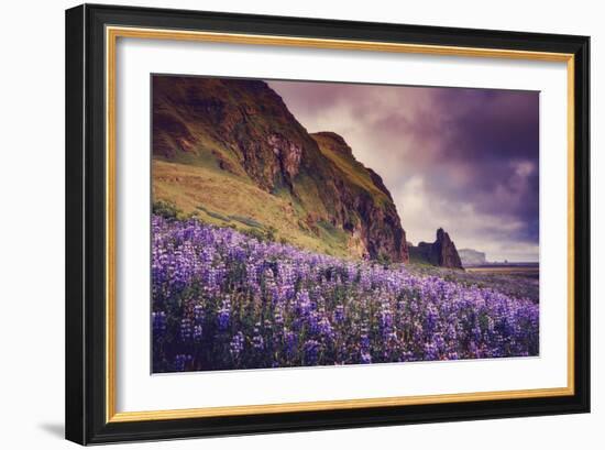 Summer Bloom In Vik Southern Iceland Beach Shoreline-Vincent James-Framed Photographic Print