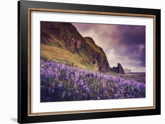 Summer Bloom In Vik Southern Iceland Beach Shoreline-Vincent James-Framed Photographic Print