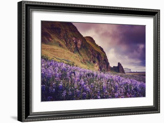 Summer Bloom In Vik Southern Iceland Beach Shoreline-Vincent James-Framed Photographic Print