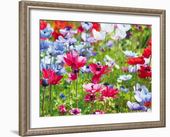 Summer Blush-Ella Lancaster-Framed Giclee Print