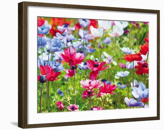 Summer Blush-Ella Lancaster-Framed Giclee Print