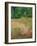 Summer Breeze - Forest-Bill Philip-Framed Giclee Print