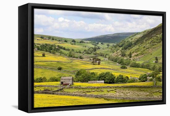 Summer Buttercups in Upper Swaledale Near Thwaite-Mark Sunderland-Framed Premier Image Canvas