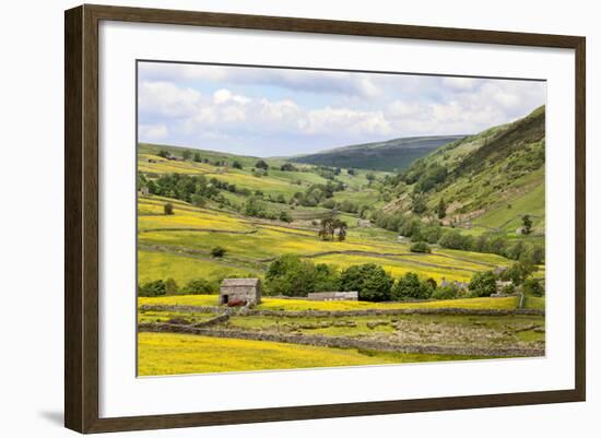 Summer Buttercups in Upper Swaledale Near Thwaite-Mark Sunderland-Framed Photographic Print