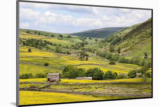 Summer Buttercups in Upper Swaledale Near Thwaite-Mark Sunderland-Mounted Photographic Print