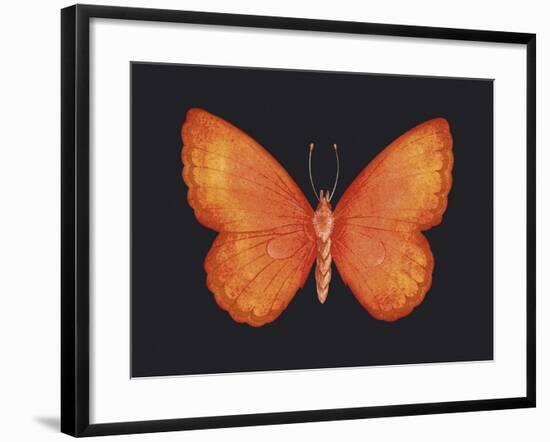 Summer Butterfly V-Sophie Golaz-Framed Giclee Print