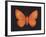 Summer Butterfly V-Sophie Golaz-Framed Giclee Print