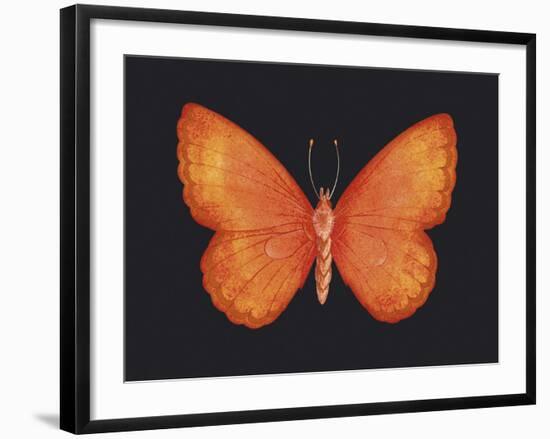 Summer Butterfly V-Sophie Golaz-Framed Giclee Print