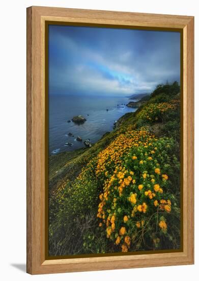 Summer Coast Wildflowers Carmel Monterey Big Sur Beach-Vincent James-Framed Premier Image Canvas