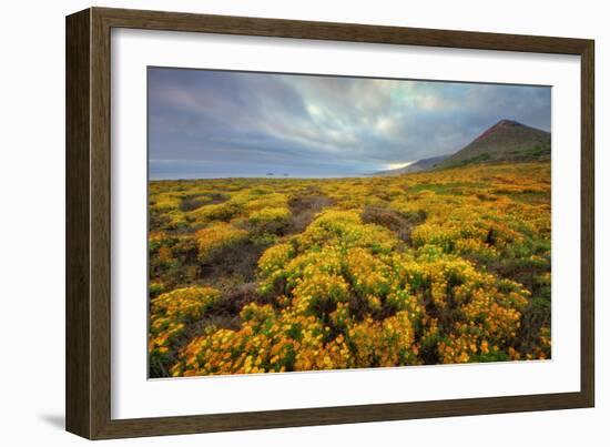 Summer Coastal Wildflower Landscape-Vincent James-Framed Photographic Print