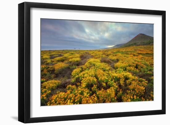 Summer Coastal Wildflower Landscape-Vincent James-Framed Photographic Print