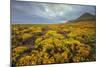 Summer Coastal Wildflower Landscape-Vincent James-Mounted Photographic Print