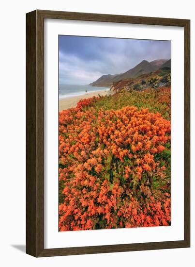 Summer Coastal Wildflowers Landscape, Carmel California-Vincent James-Framed Photographic Print