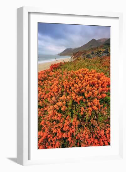 Summer Coastal Wildflowers Landscape, Carmel California-Vincent James-Framed Photographic Print