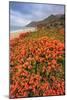 Summer Coastal Wildflowers Landscape, Carmel California-Vincent James-Mounted Photographic Print