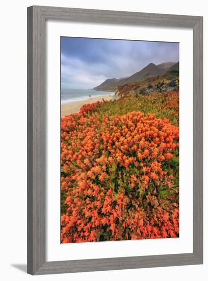 Summer Coastal Wildflowers Landscape, Carmel California-Vincent James-Framed Photographic Print