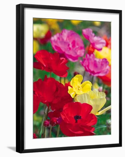 Summer Colour I-Ella Lancaster-Framed Giclee Print