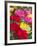 Summer Colour I-Ella Lancaster-Framed Giclee Print