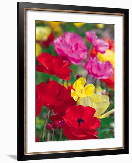 Summer Colour I-Ella Lancaster-Framed Giclee Print