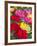 Summer Colour I-Ella Lancaster-Framed Giclee Print