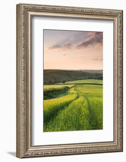 Summer Crops Growing in a Field Near Lanreath, Cornwall, England. Summer-Adam Burton-Framed Photographic Print